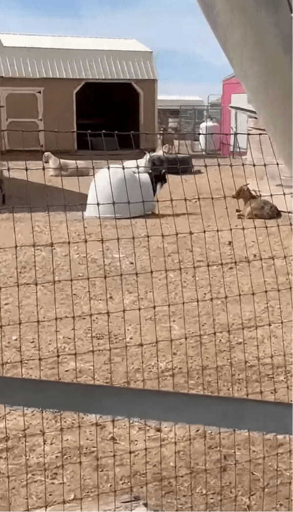 カタツムリ?ヤドカリ?・・違う!ヤギだ!!殻のようなものを背負って歩くヤギ【アメリカ・動画】