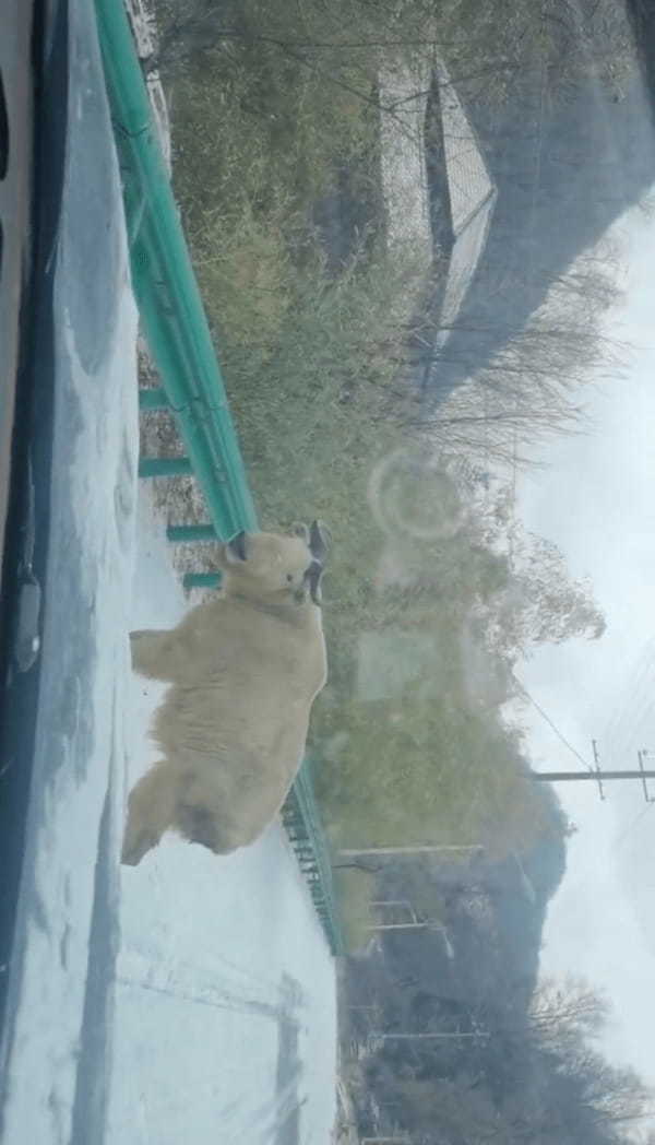 ターキンがスキーしてる！？雪が積もった坂をそろりそろりと滑っていく【海外・動画】