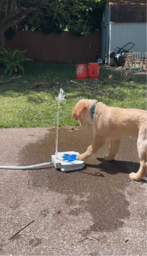 子犬が給水機で水遊び！？ペダルを踏むと水が出てきて楽しい～！！【アメリカ・動画】