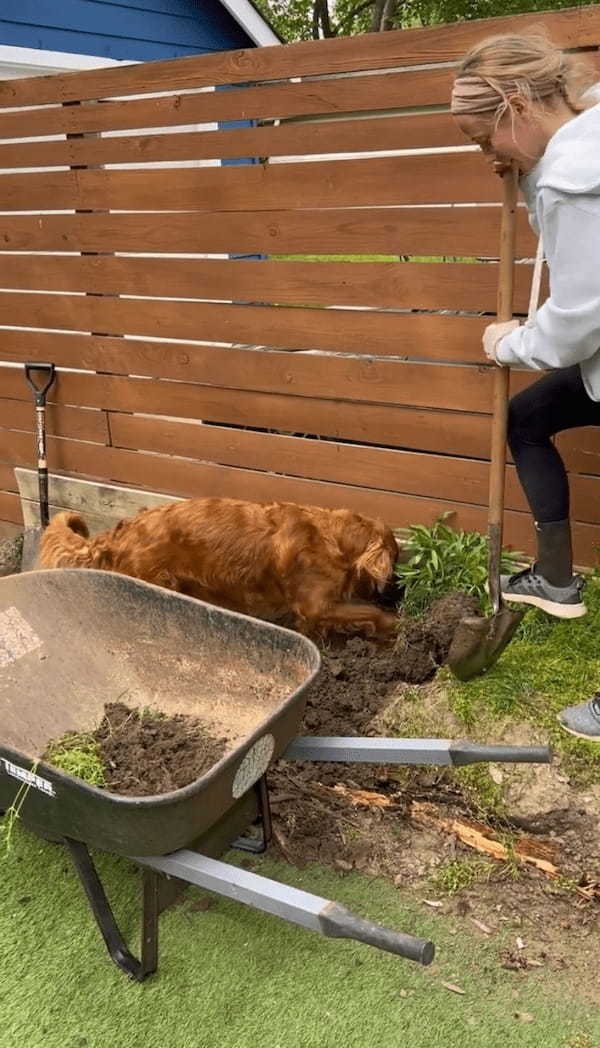 ゴールデンレトリバーが庭仕事をする飼い主さんのお手伝い！一生懸命ホリホリ中！！【アメリカ・動画】