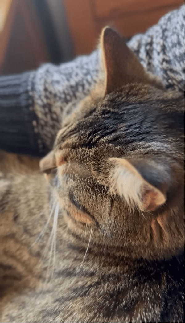 「もうお仕事はおしまい」って言いたいの?パソコン作業中の飼い主さんにかわいくストップをかけるネコ【アメリカ・動画】