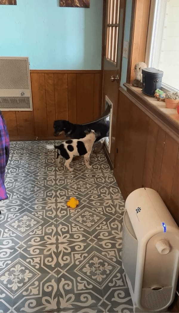 ペットドアをくぐれない子犬。先住犬がお手本を見せてくれても・・困惑している?【アメリカ・動画】