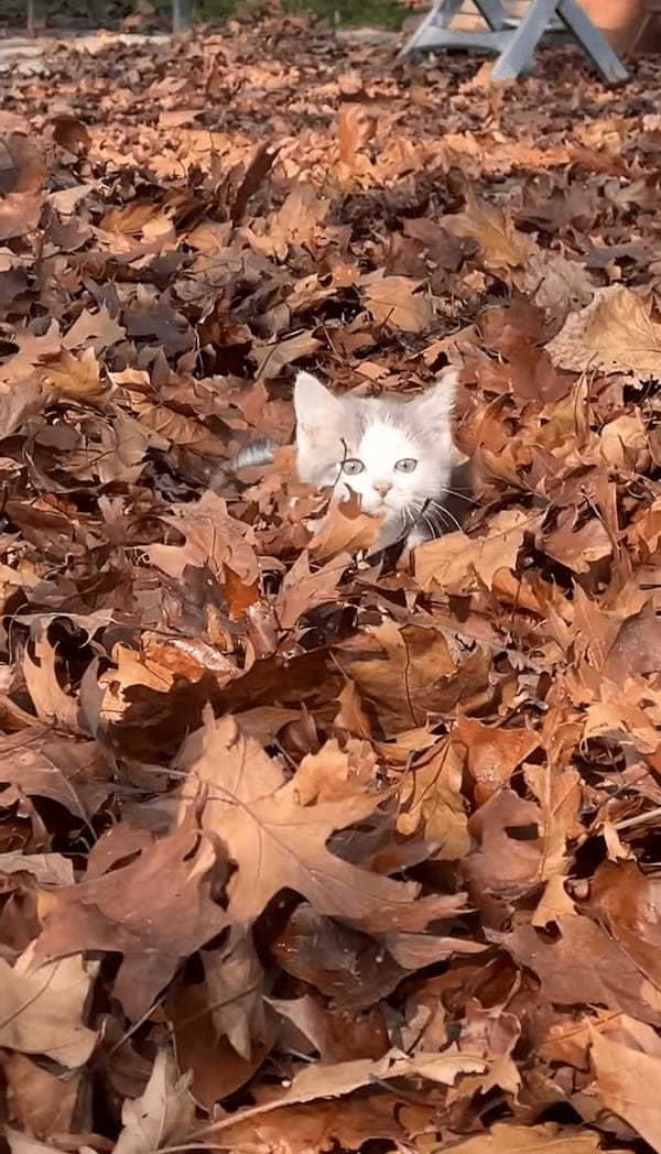 落ち葉の海をカキカキ！ひょっこり顔を覗かせて無邪気に遊び回る子猫がかわいすぎる！【海外・動画】