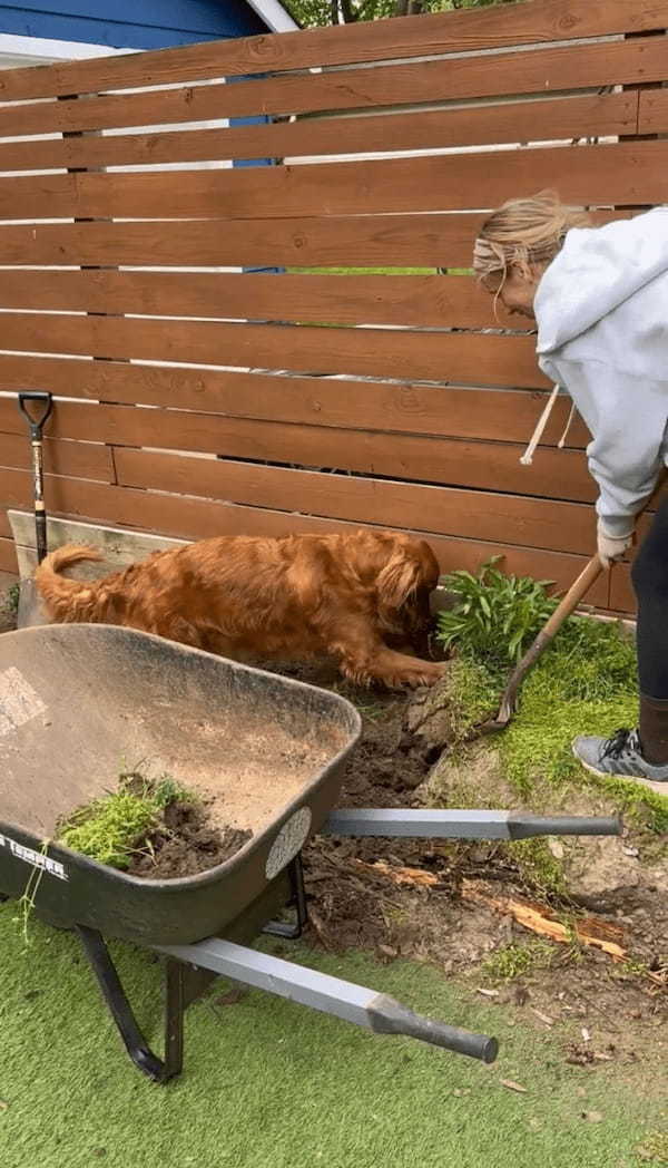 ゴールデンレトリバーが庭仕事をする飼い主さんのお手伝い！一生懸命ホリホリ中！！【アメリカ・動画】