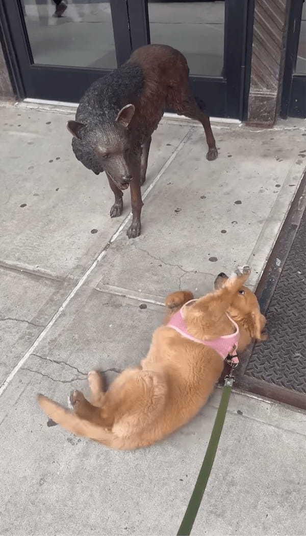 「一緒に遊ぼうよ!」子犬が遊んでアピールしているけれど・・そのオオカミは動かないよ!!【アメリカ・動画】