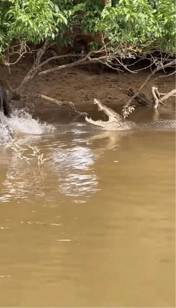 水浴びするウシの前になにか流れてきた！その正体は・・ワニ！？【海外・動画】