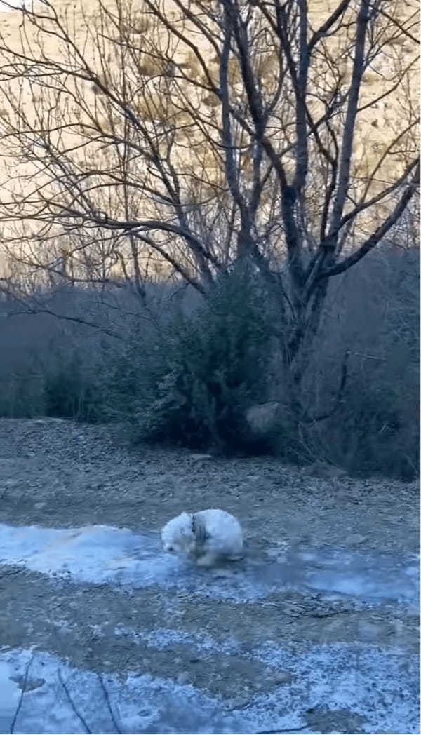愛犬が湧き水を飲もうと小川に足を踏み入れたら・・。流された!?いや、滑りだした!?【海外・動画】