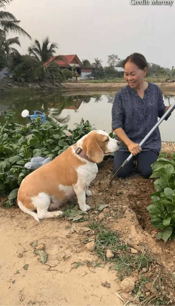 ビーグル犬の背中はすべり台?絶妙なカーブをヨウムが繰り返し滑り下りて遊んでいる!【海外・動画】