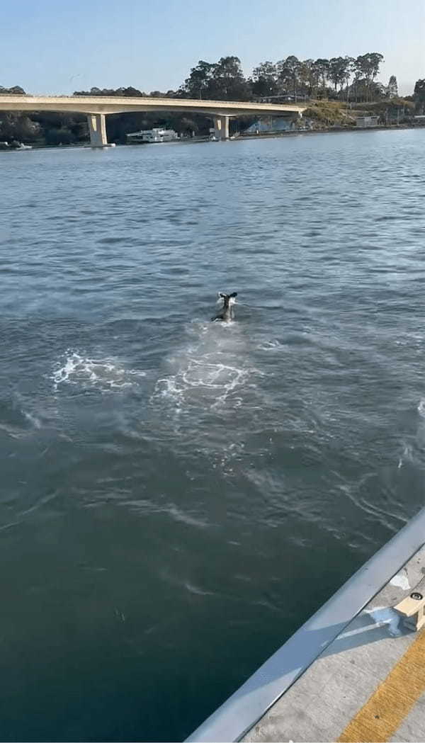 カンガルーのまさかの特技！走ってきた勢いで海に落ちちゃった！？と思ったら・・【海外・動画】