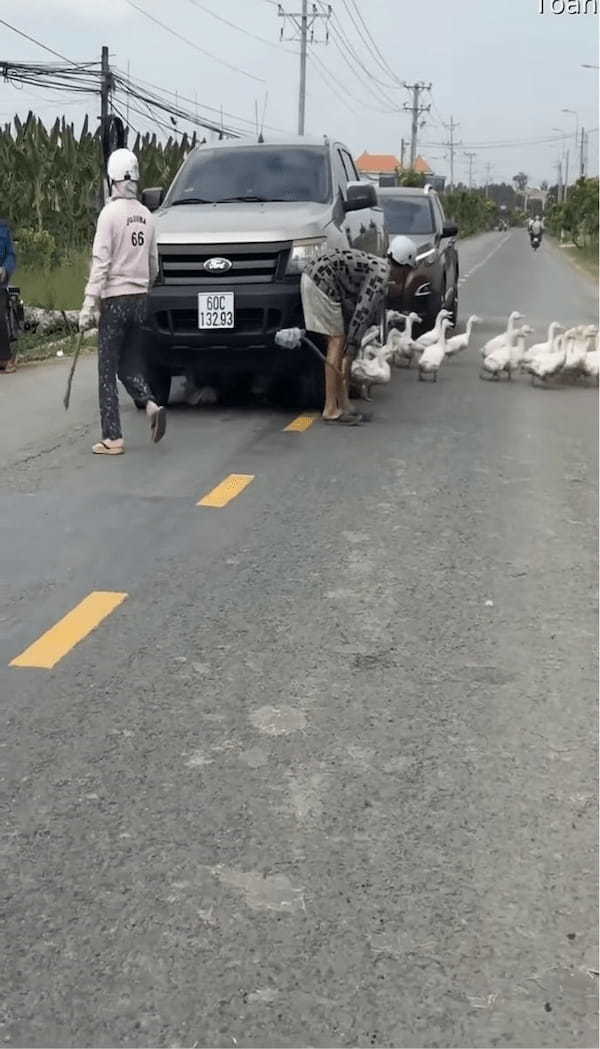 道路を横断するアヒルたち。トンネルにしたのは・・車の下！？【海外・動画】