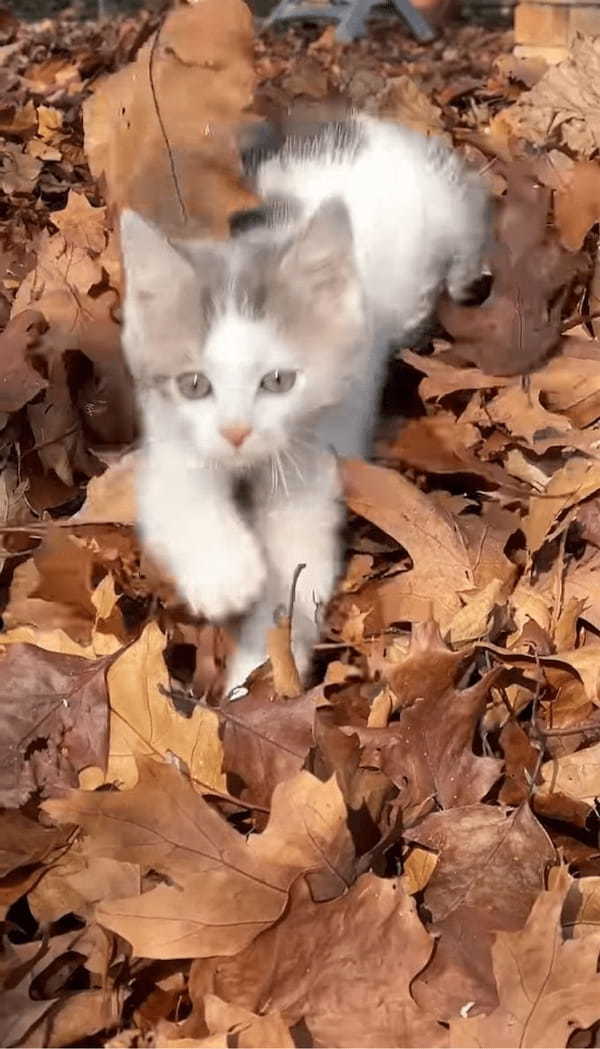 落ち葉の海をカキカキ！ひょっこり顔を覗かせて無邪気に遊び回る子猫がかわいすぎる！【海外・動画】