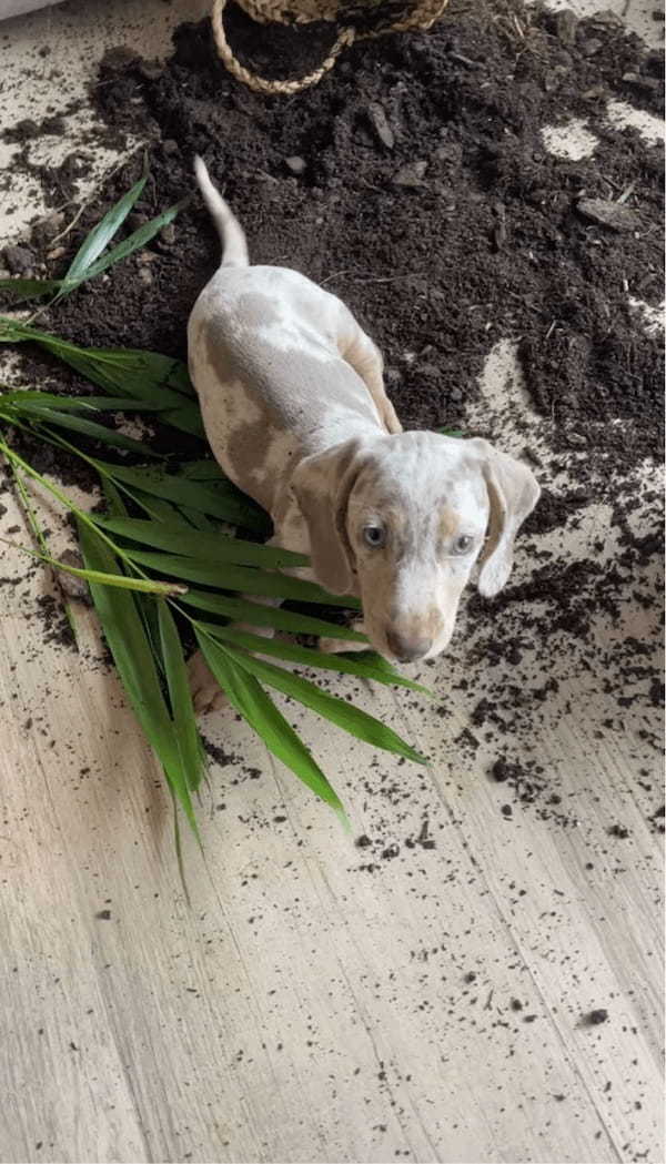 悪い事をしたとは思っていない？イタズラ現場を押さえられたダックスフンドの子犬【海外・。動画】