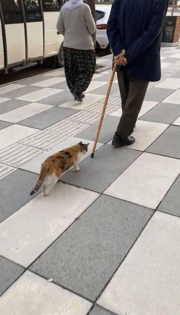 なんだかリードにひかれておさんぽ中みたいだけど・・。ネコは前を行く男性の杖を捕まようと奮闘中！！【海外・動画】