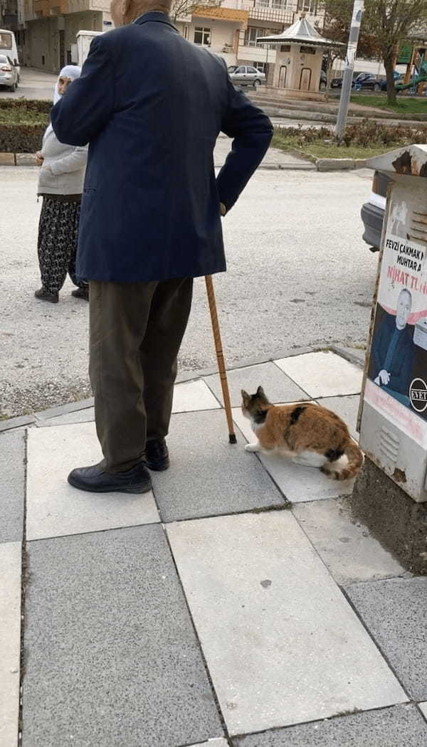 なんだかリードにひかれておさんぽ中みたいだけど・・。ネコは前を行く男性の杖を捕まようと奮闘中！！【海外・動画】