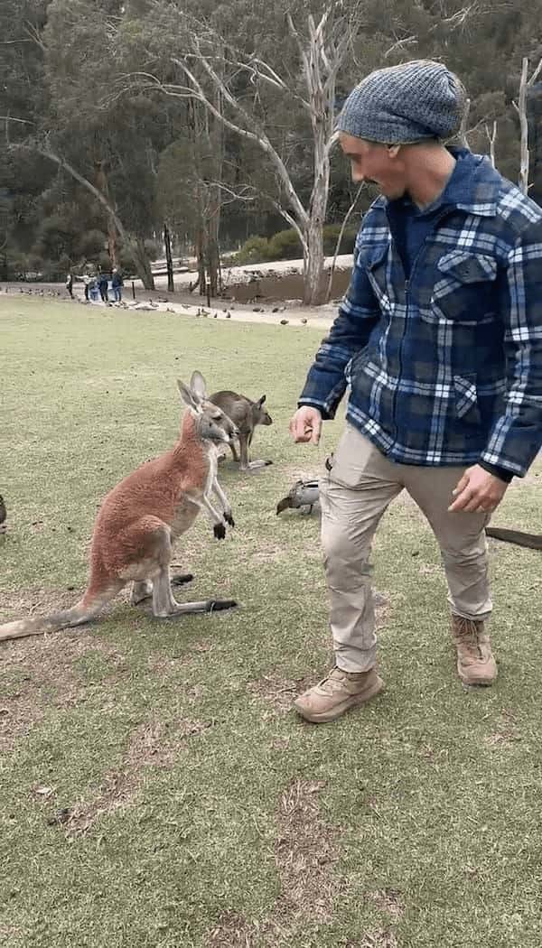 カンガルーが飛びかかるも・・。軽々といなされたカンガルーはとうとう諦めモード？【海外・動画】