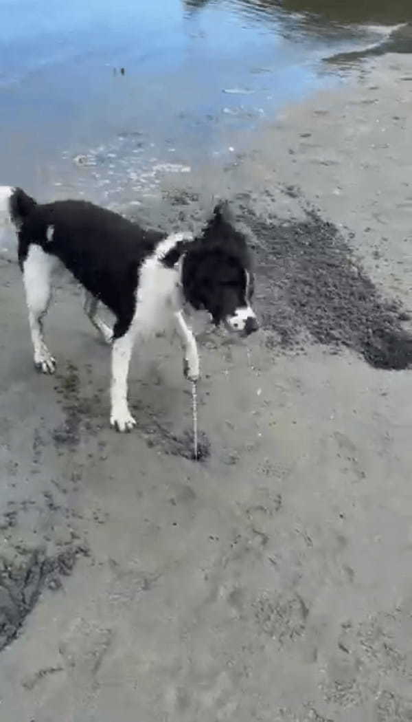 潮干狩りに全力で挑む愛犬。貝を探して穴をホリホリしたところ中から出てきたのは・・！！【海外・動画】