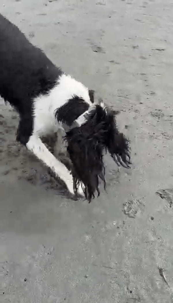 潮干狩りに全力で挑む愛犬。貝を探して穴をホリホリしたところ中から出てきたのは・・！！【海外・動画】