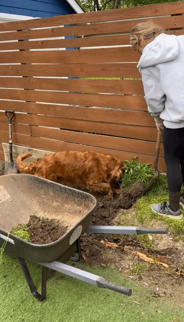 ゴールデンレトリバーが庭仕事をする飼い主さんのお手伝い！一生懸命ホリホリ中！！【アメリカ・動画】