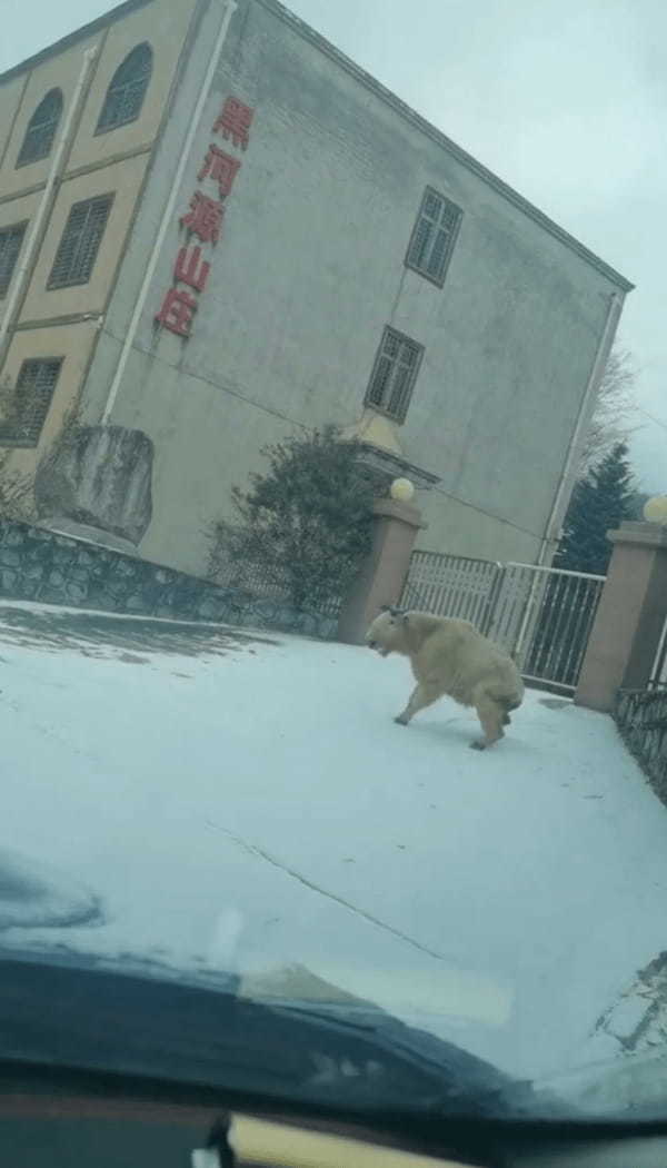 ターキンがスキーしてる！？雪が積もった坂をそろりそろりと滑っていく【海外・動画】