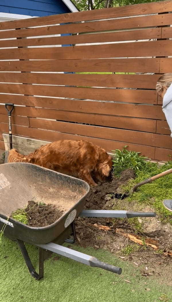 ゴールデンレトリバーが庭仕事をする飼い主さんのお手伝い！一生懸命ホリホリ中！！【アメリカ・動画】