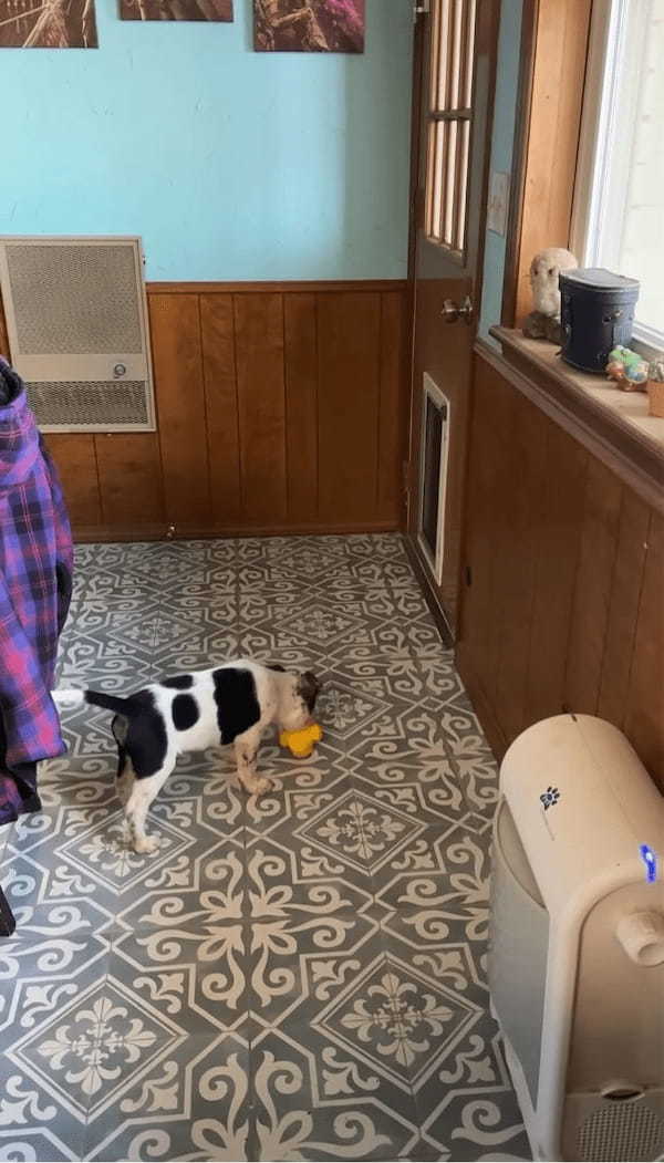 ペットドアをくぐれない子犬。先住犬がお手本を見せてくれても・・困惑している?【アメリカ・動画】