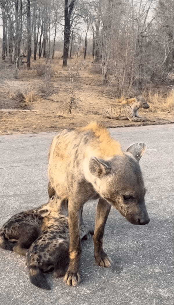 路上で野生のハイエナと遭遇したと思ったら！なんと赤ちゃんにミルクをあげているところだった！？【海外・動画】