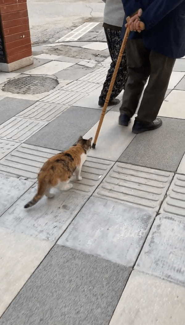 なんだかリードにひかれておさんぽ中みたいだけど・・。ネコは前を行く男性の杖を捕まようと奮闘中！！【海外・動画】