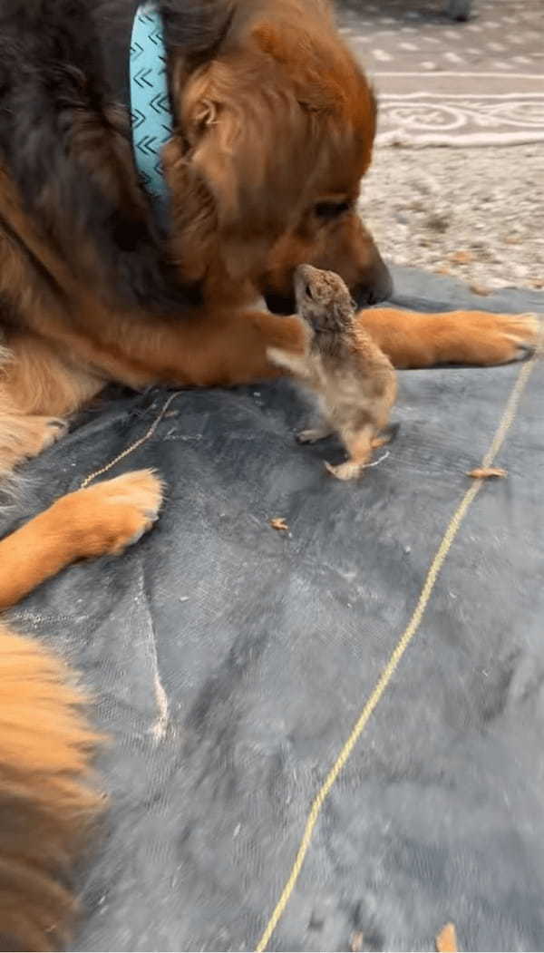 子犬とプレーリードッグがわちゃわちゃ！仲睦まじいやり取りにほっこり！【アメリカ・動画】