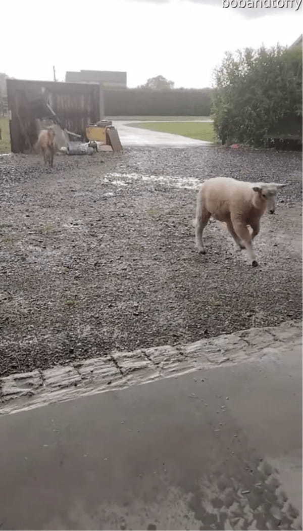 突然雨に放牧中のヒツジとポニーに避難を呼びかける飼い主さん。みんなすぐに厩舎へ帰るいい子です【海外・動画】