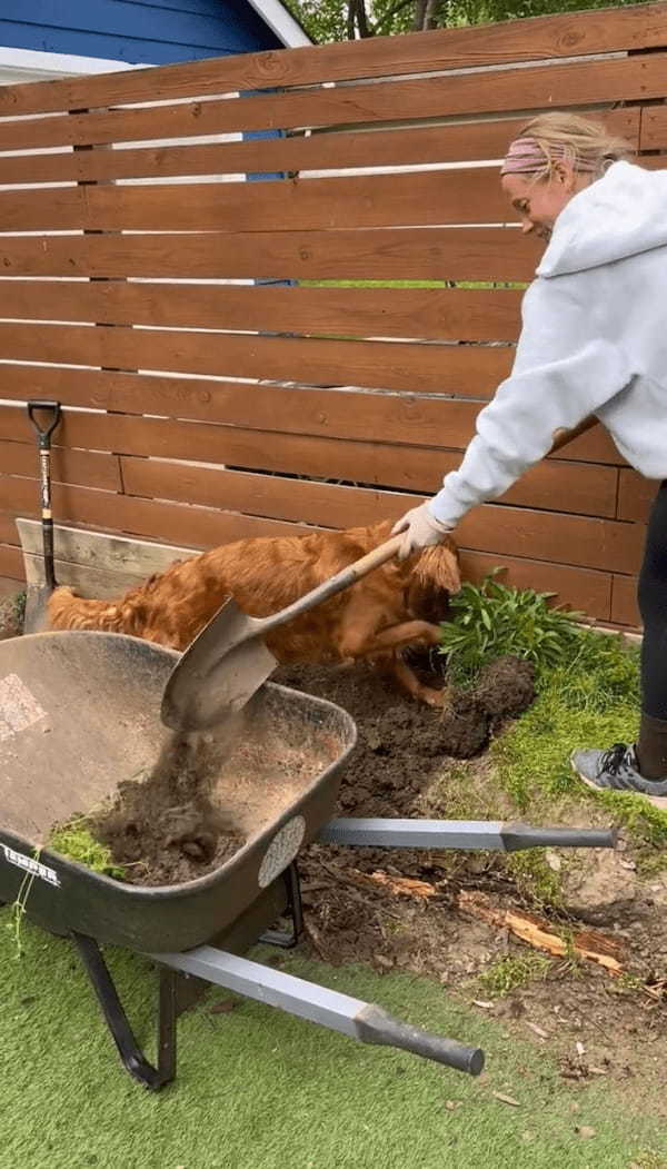 ゴールデンレトリバーが庭仕事をする飼い主さんのお手伝い！一生懸命ホリホリ中！！【アメリカ・動画】