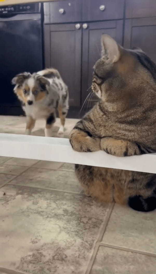 肩トントンからのキス！？新しくやってきた子犬から先住ネコにかわいい「はじめまして」のご挨拶！！【海外・動画】