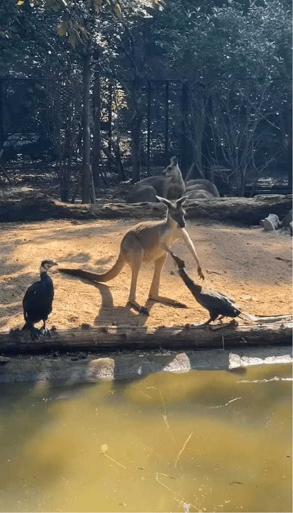 カンガルーの小競り合い相手は・・鳥！？まさかの白熱バトルも、なんだかユーモラス【海外・動画】