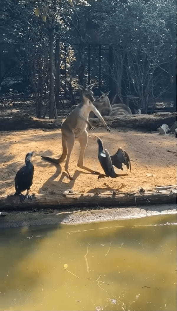 カンガルーの小競り合い相手は・・鳥！？まさかの白熱バトルも、なんだかユーモラス【海外・動画】