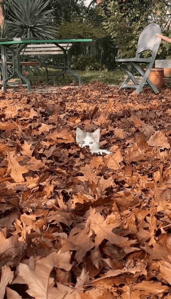 落ち葉の海をカキカキ！ひょっこり顔を覗かせて無邪気に遊び回る子猫がかわいすぎる！【海外・動画】