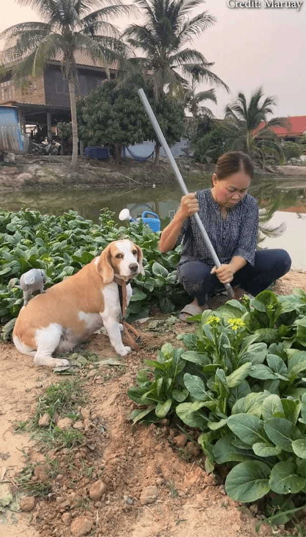 ビーグル犬の背中はすべり台?絶妙なカーブをヨウムが繰り返し滑り下りて遊んでいる!【海外・動画】