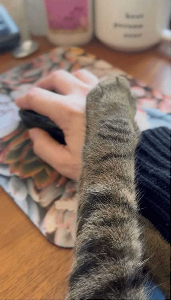「もうお仕事はおしまい」って言いたいの?パソコン作業中の飼い主さんにかわいくストップをかけるネコ【アメリカ・動画】