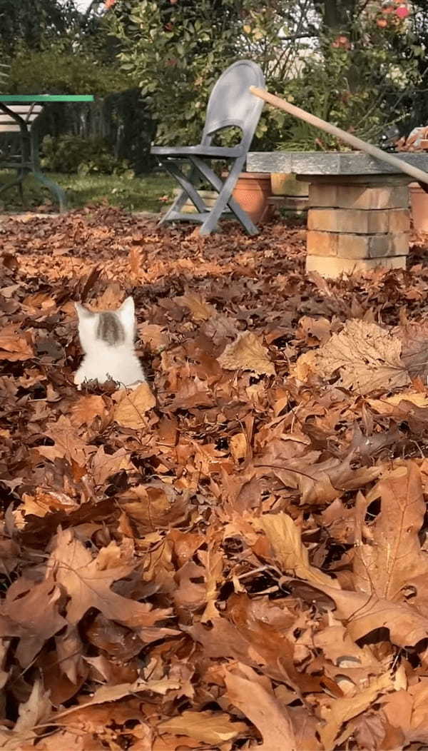 落ち葉の海をカキカキ！ひょっこり顔を覗かせて無邪気に遊び回る子猫がかわいすぎる！【海外・動画】