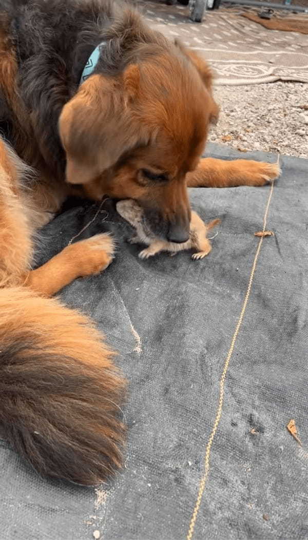 子犬とプレーリードッグがわちゃわちゃ！仲睦まじいやり取りにほっこり！【アメリカ・動画】