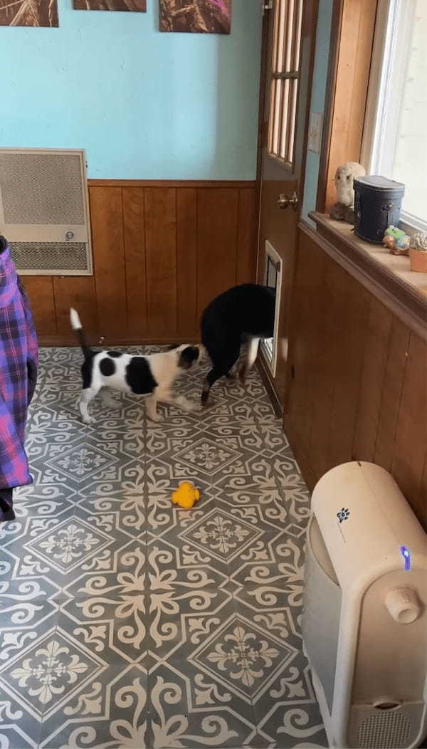 ペットドアをくぐれない子犬。先住犬がお手本を見せてくれても・・困惑している?【アメリカ・動画】