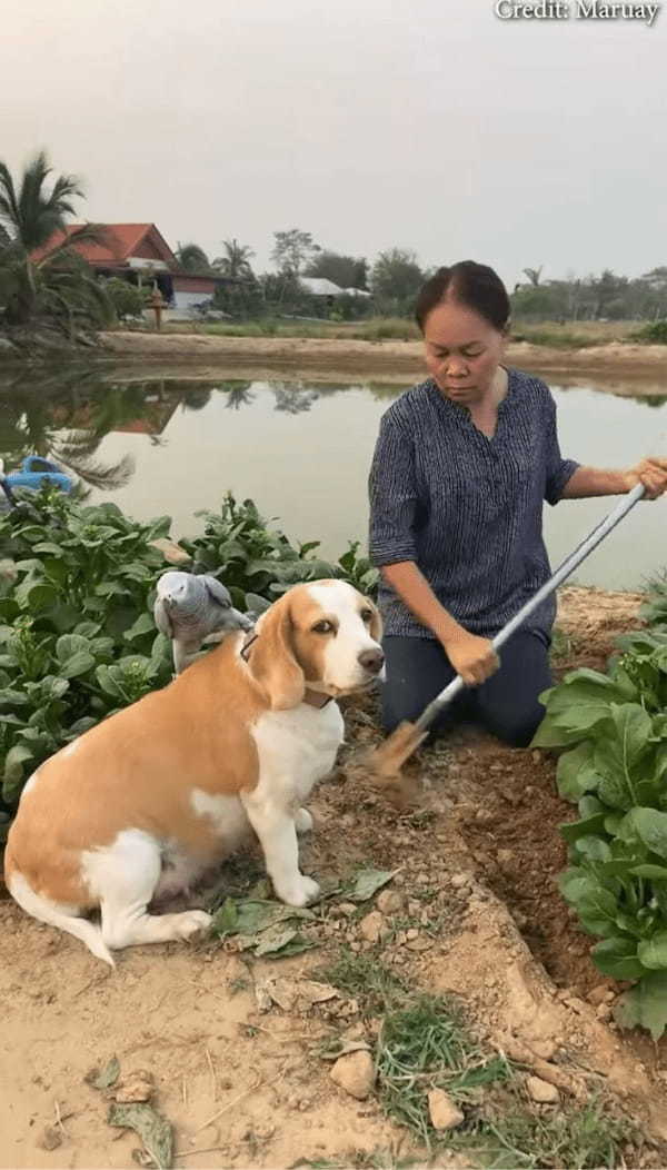 ビーグル犬の背中はすべり台?絶妙なカーブをヨウムが繰り返し滑り下りて遊んでいる!【海外・動画】