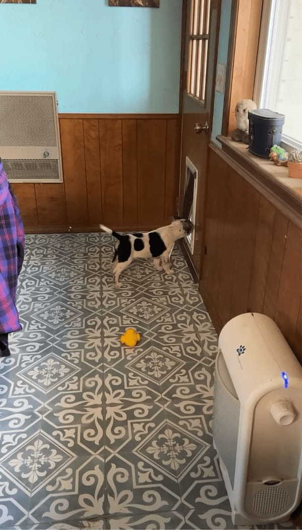 ペットドアをくぐれない子犬。先住犬がお手本を見せてくれても・・困惑している?【アメリカ・動画】