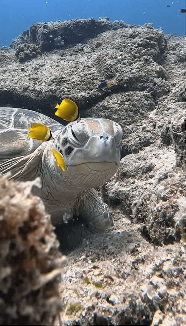 極上のスパにご満悦？キュートな魚たちにお掃除してもらってウットリ顔のカメ【海外・動画】