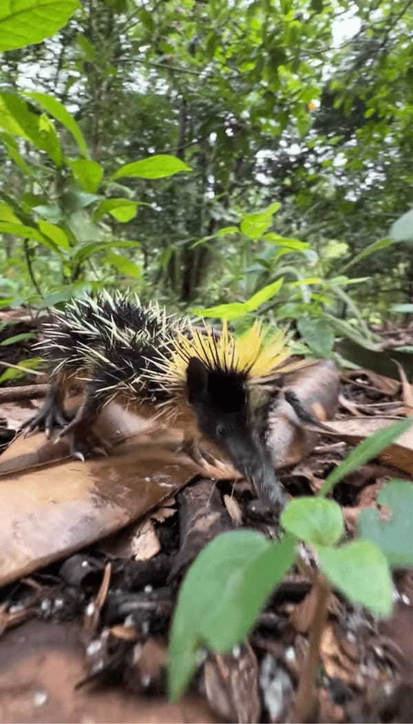 マダガスカルで珍獣と出会った～！全身が黄色と黒の縞模様の体はヒマワリみたい！！【海外・動画】