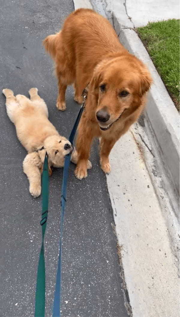 地面にべたーと張り付つゴールデンレトリバーの子犬。歩く気も見せず動かない様子がかわいい！【アメリカ・動画】