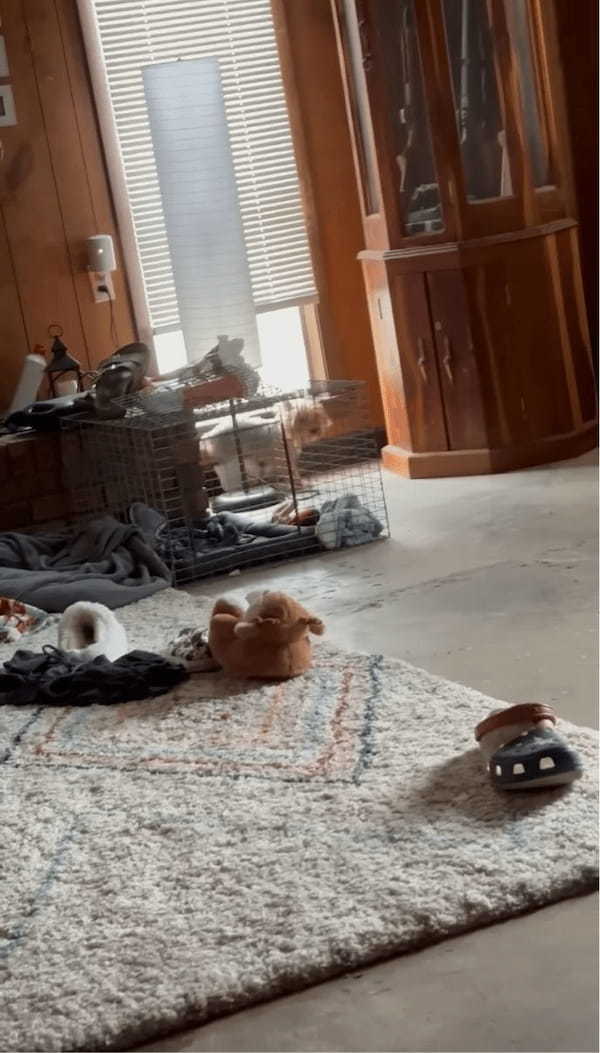 愛犬にオムツを履かせたら・・逆立ちで部屋の中を走り出した！？【アメリカ・動画】