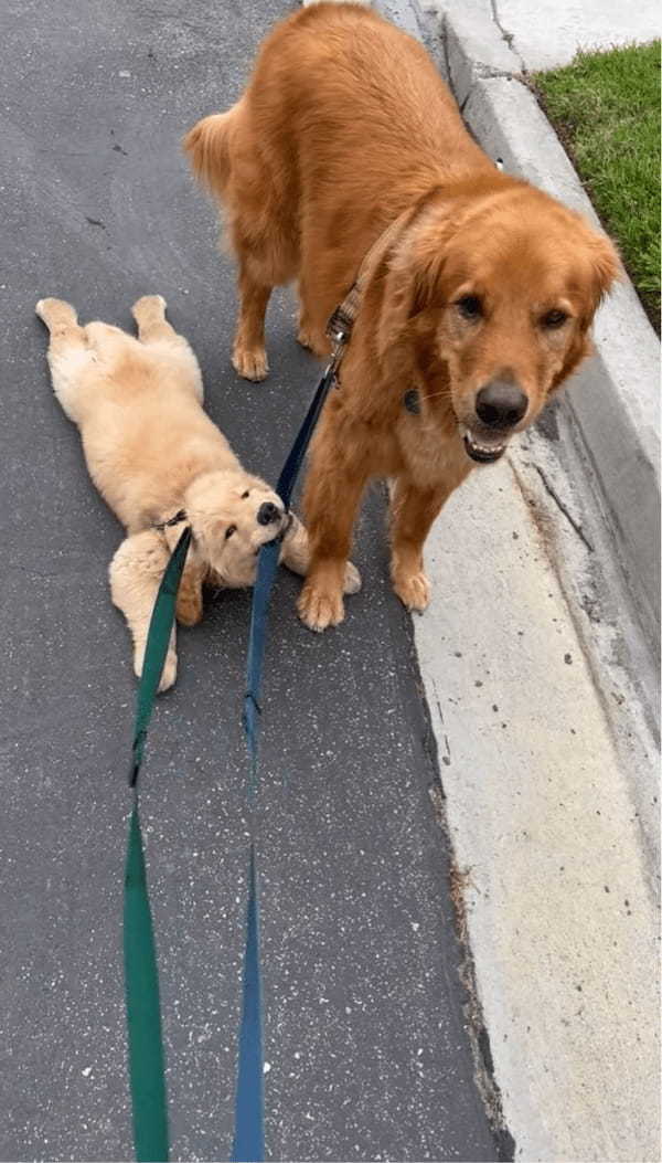 地面にべたーと張り付つゴールデンレトリバーの子犬。歩く気も見せず動かない様子がかわいい！【アメリカ・動画】