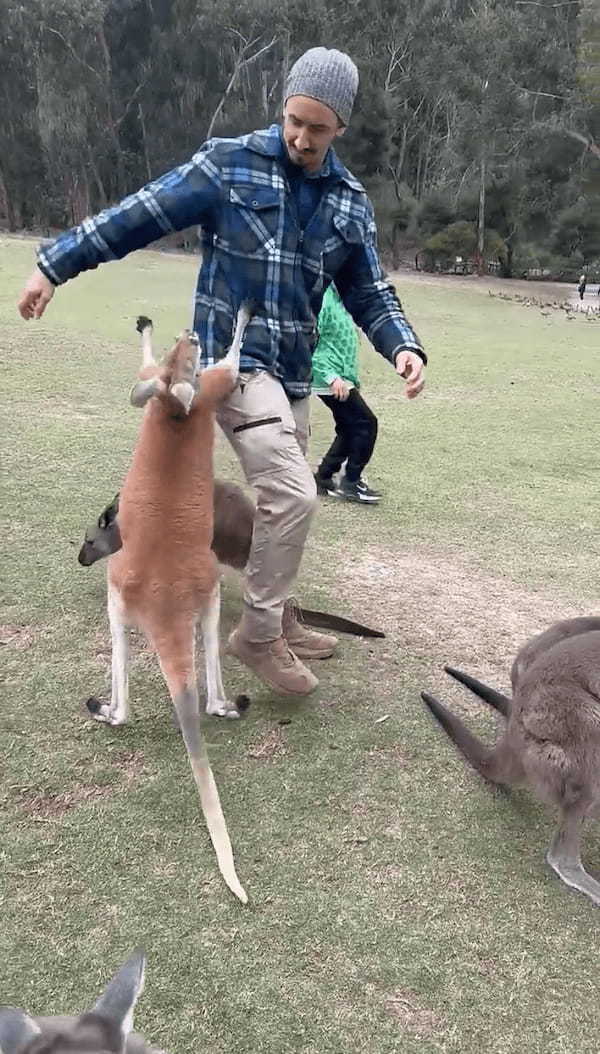 カンガルーが飛びかかるも・・。軽々といなされたカンガルーはとうとう諦めモード？【海外・動画】