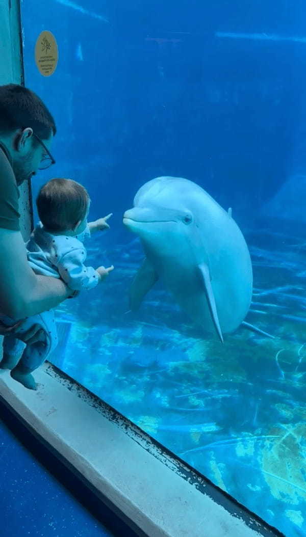 赤ちゃんに夢中になったイルカたち。見つめ合ったり真似っこしたり・・尊すぎる！！【海外・動画】