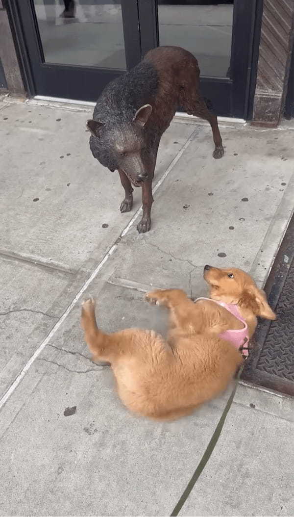 「一緒に遊ぼうよ!」子犬が遊んでアピールしているけれど・・そのオオカミは動かないよ!!【アメリカ・動画】