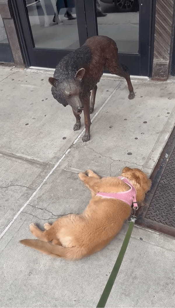 「一緒に遊ぼうよ!」子犬が遊んでアピールしているけれど・・そのオオカミは動かないよ!!【アメリカ・動画】